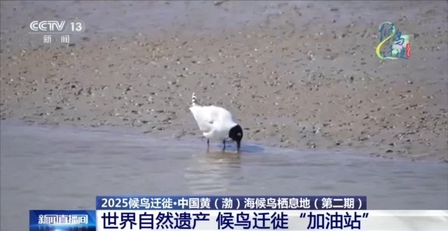 良好的生态和足够的食物。 