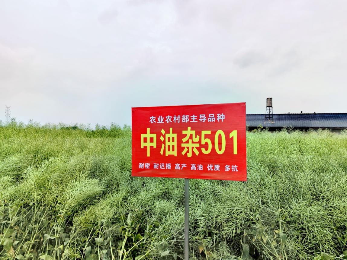 产油量占半壁河山！我国油菜年栽培面积达1.17亿亩