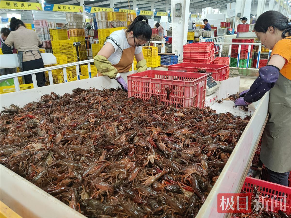 五一前后，潜江龙虾买卖迎顶峰，商户忙得脚不沾地