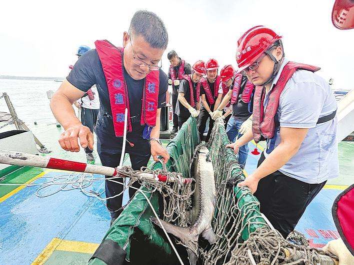 工程船中止作业 放归迷路中华鲟