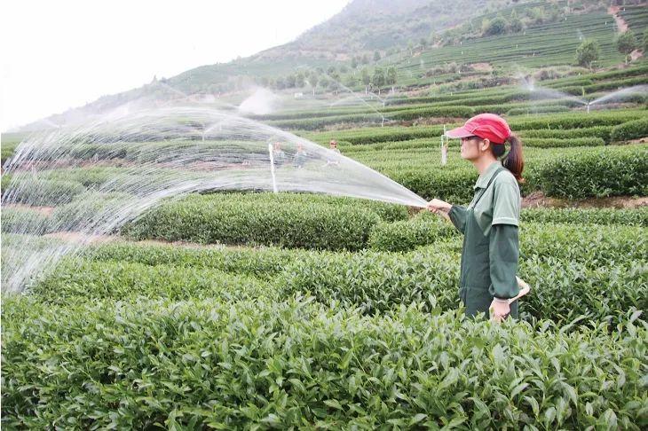 雷火竞技下载何以中国丨在福建“呷茶”可不是一句客套话(图3)