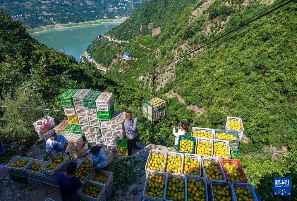 图片故事丨湖北秭归：脐橙“飞”上天(图22)