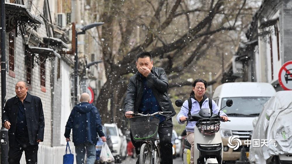 Willow catkins进入高范围。如何保护容易过敏的人
