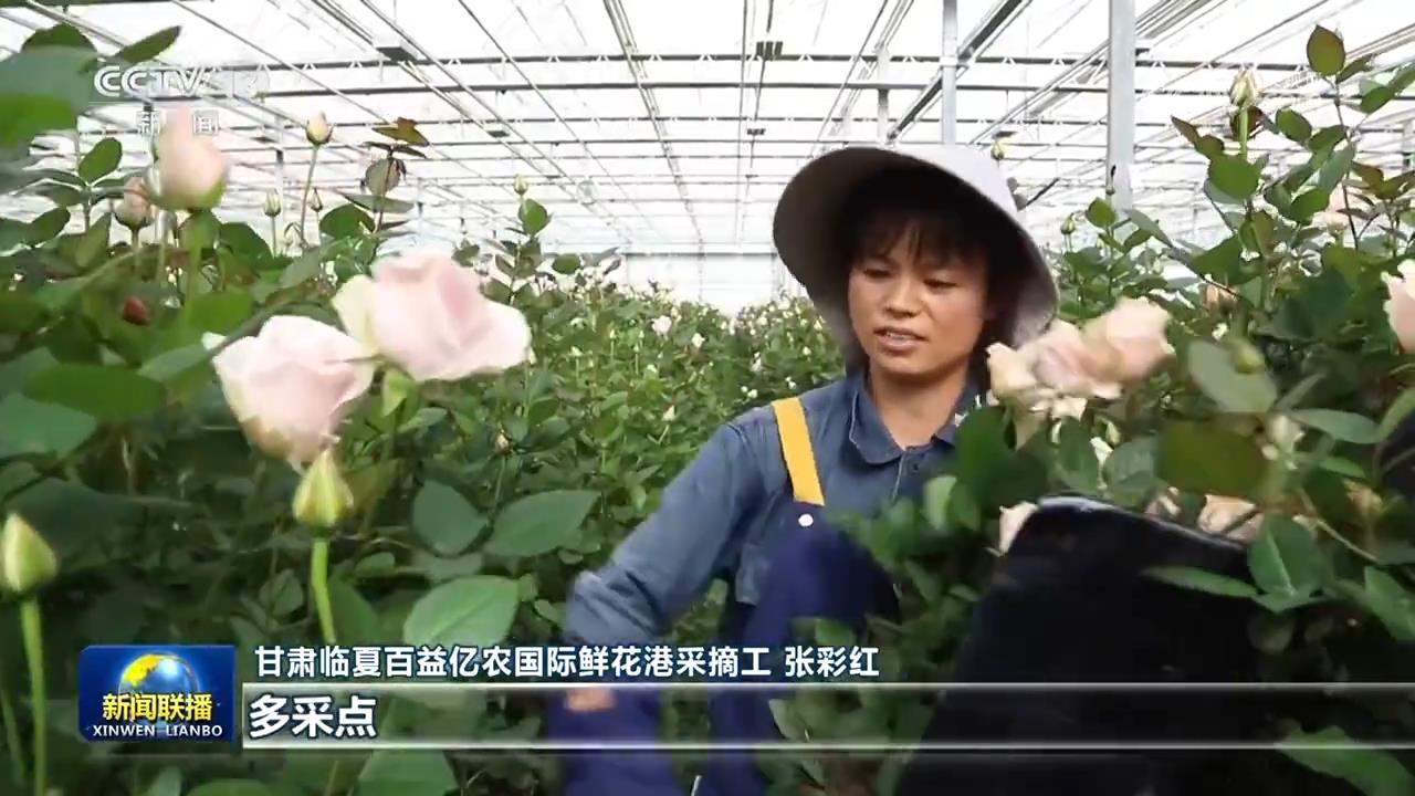 【一线调查】黄土高原玫瑰红