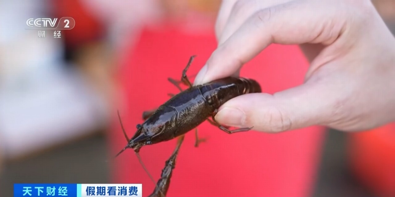 1磅是20元！小龙虾会尽快在市场上投放市场，来