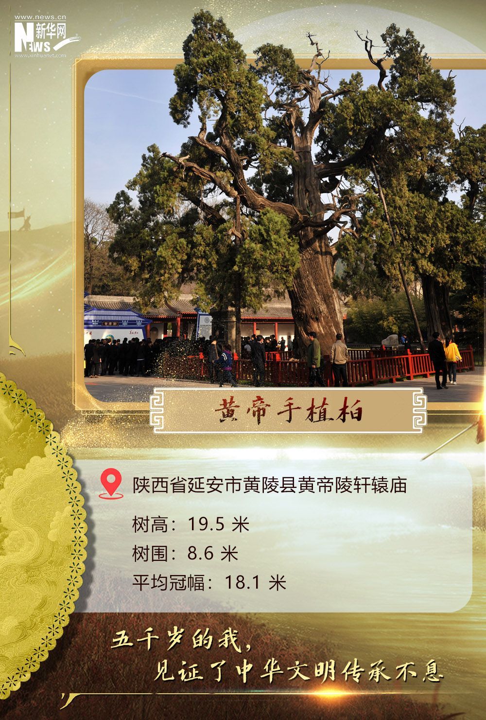 树木载有数千年，根和祖先丨与5，000年历