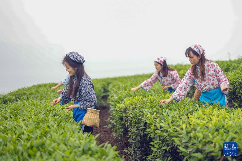 重庆綦江：“绿叶子火星电竞平台”撬动“金产业”(图4)