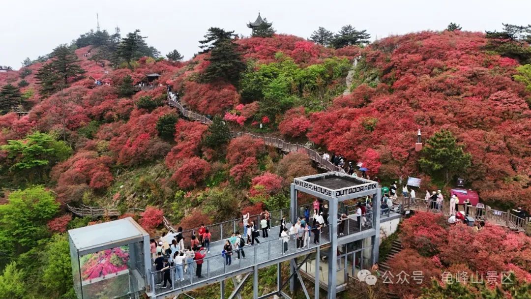 人气爆棚！杜鹃花赏花旺季首个周末，国家5A级景区麻城龟峰山游客激增
