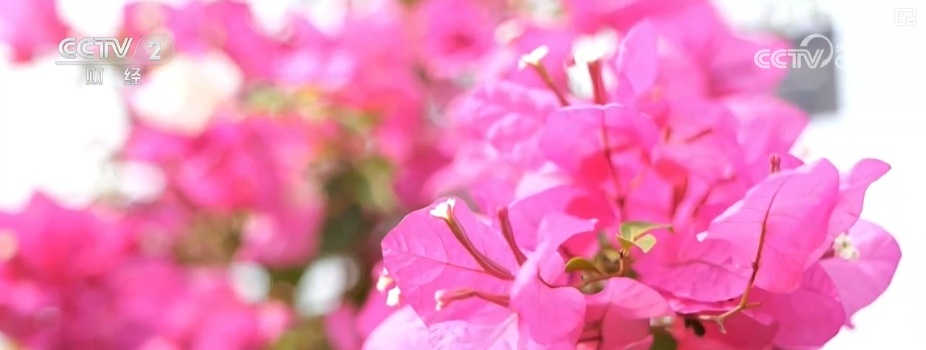 花经济“四季常开” “花卉+”立异晋级激活文旅商场新动能