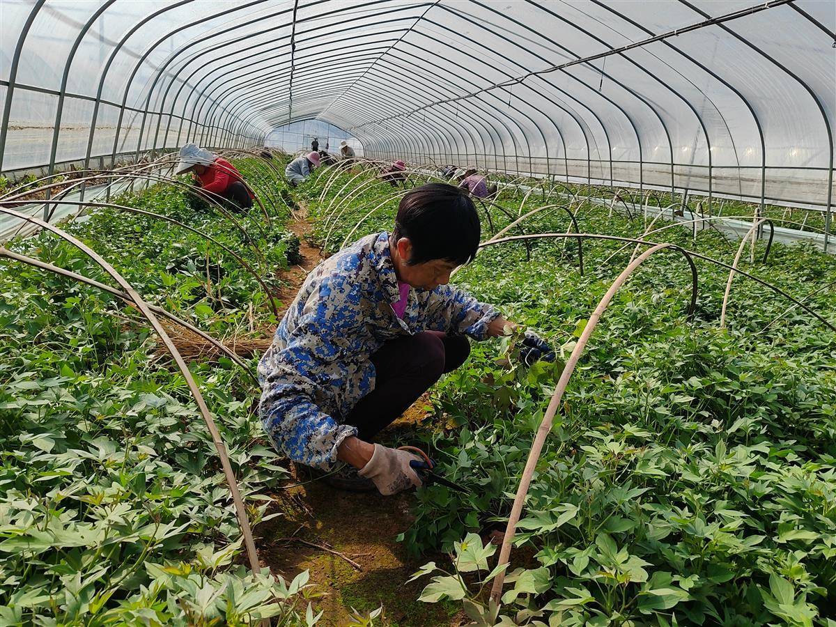 从出售红薯到出售幼苗，从受欢迎程度到中国到