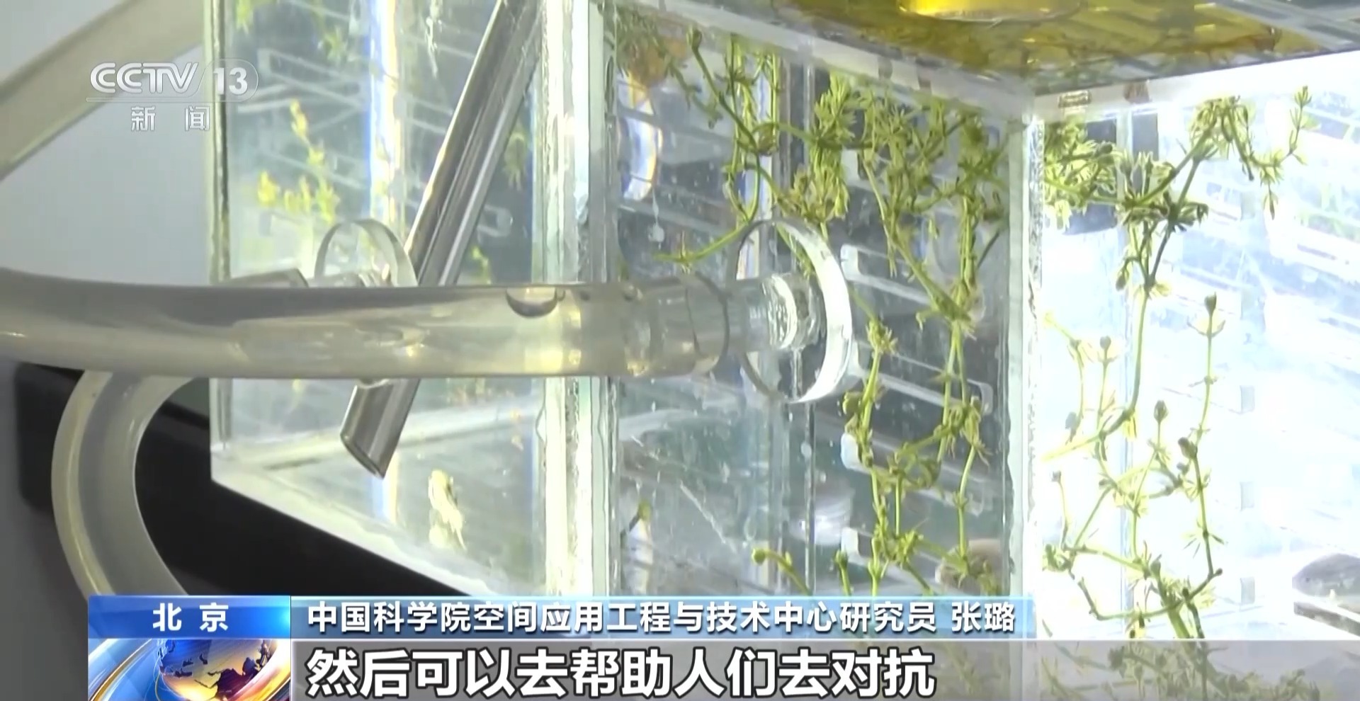 斑马鱼再次在中国空间站,将在大约30天内参加科