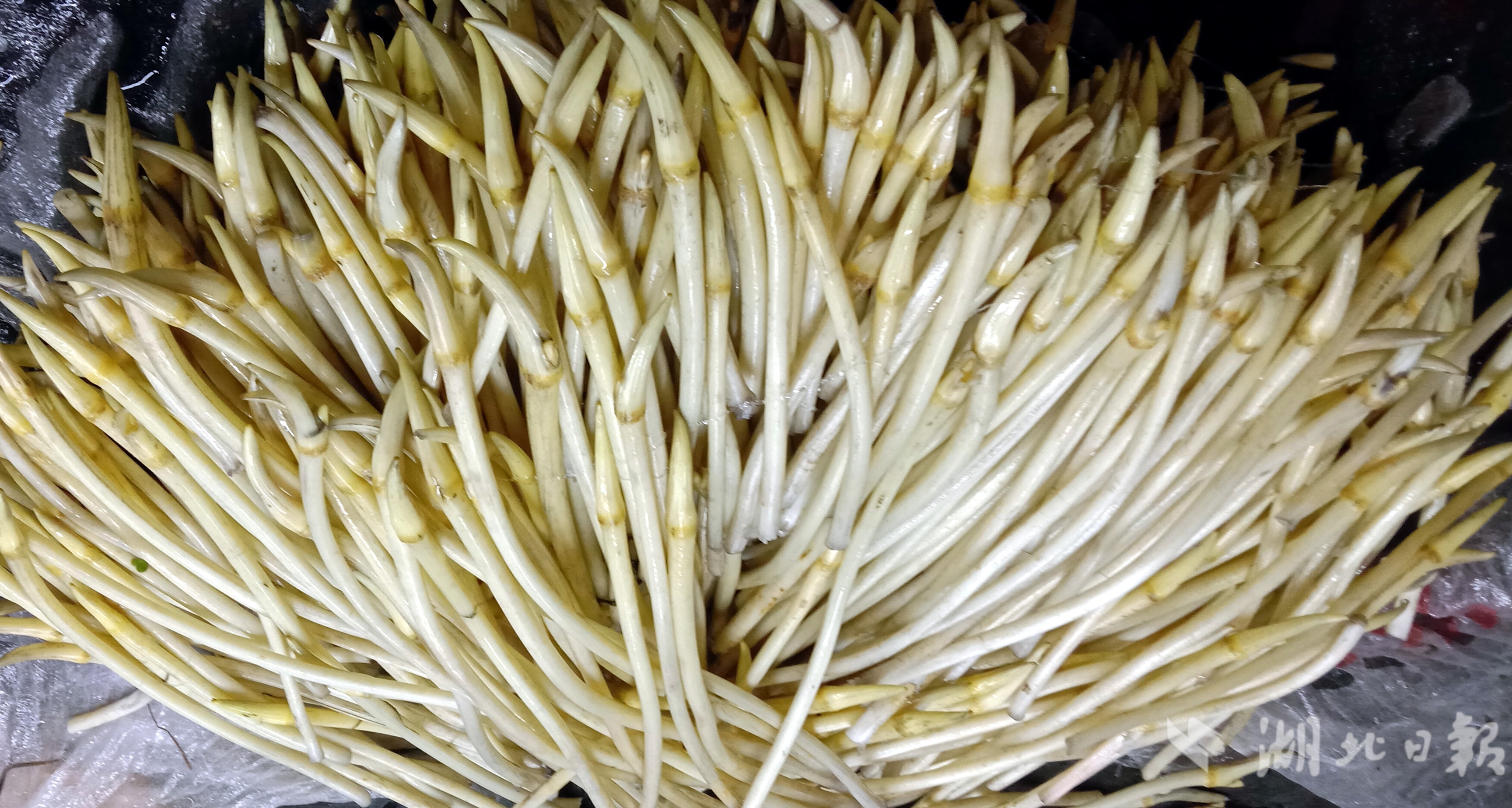 新鲜的Lotus Root Belt在市场上！