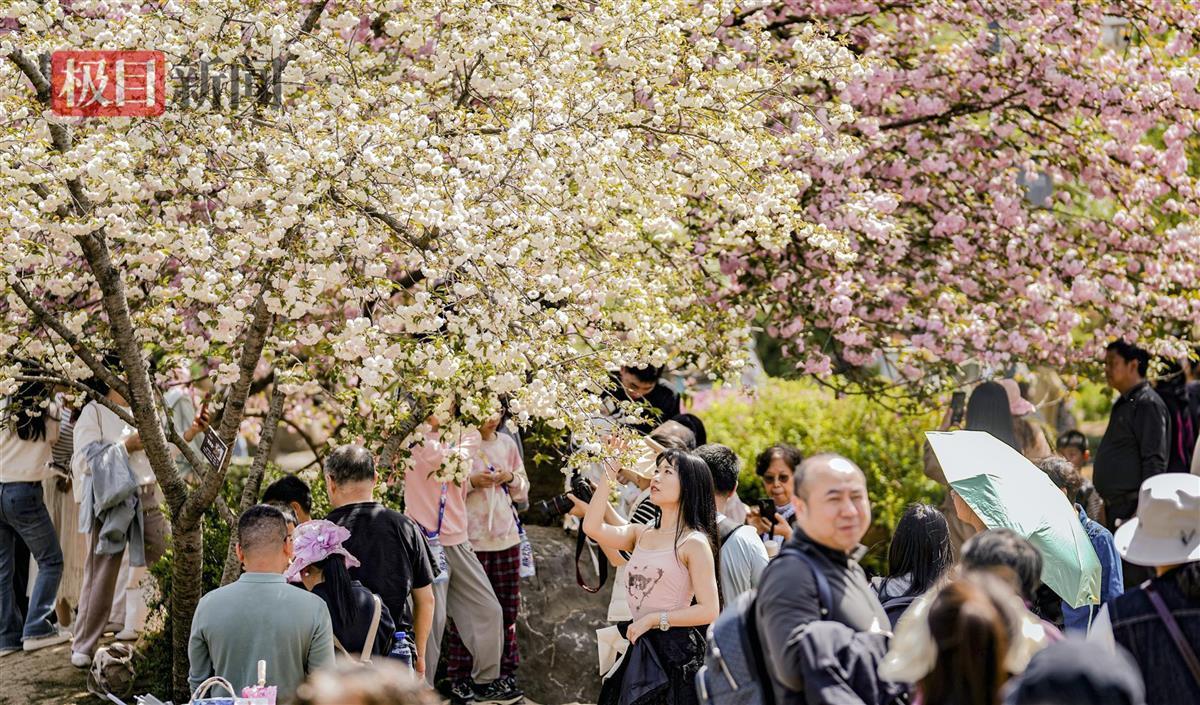 Wuhan East Lake Cherry Blossom花园将于4月10日正式关闭