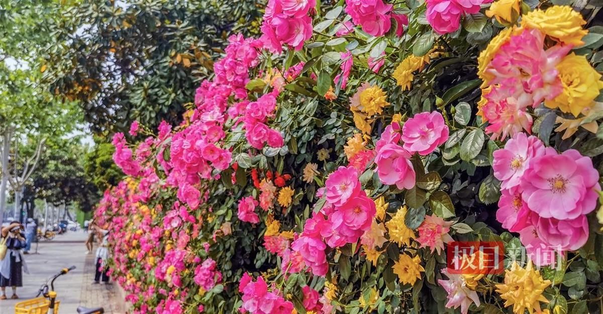 粉红色的“花瀑布”被城市着迷，没有说一句话