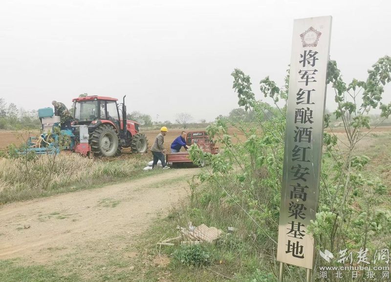 高粱在Zhangwan村庄种植，Hongan有一台机器，并加