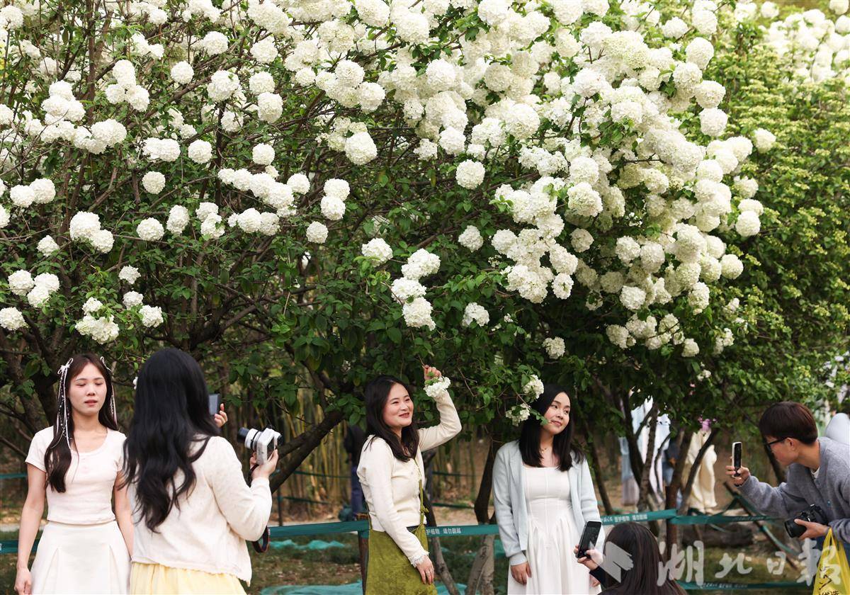 绣球花在4月，春季簇