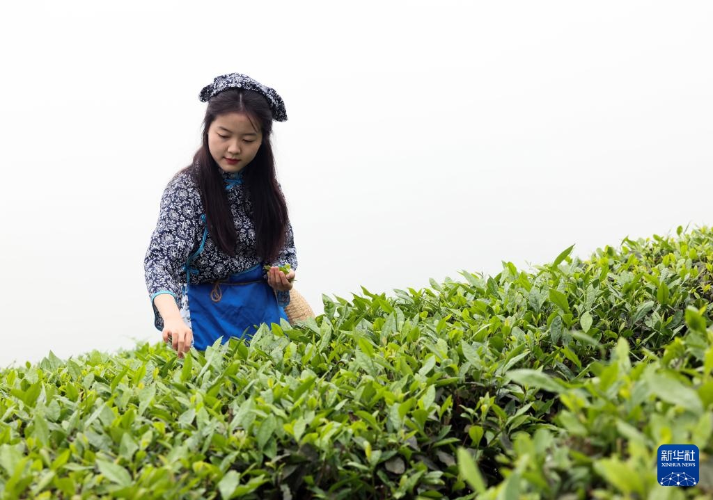 重庆綦江：“绿叶子火星电竞平台”撬动“金产业”(图8)