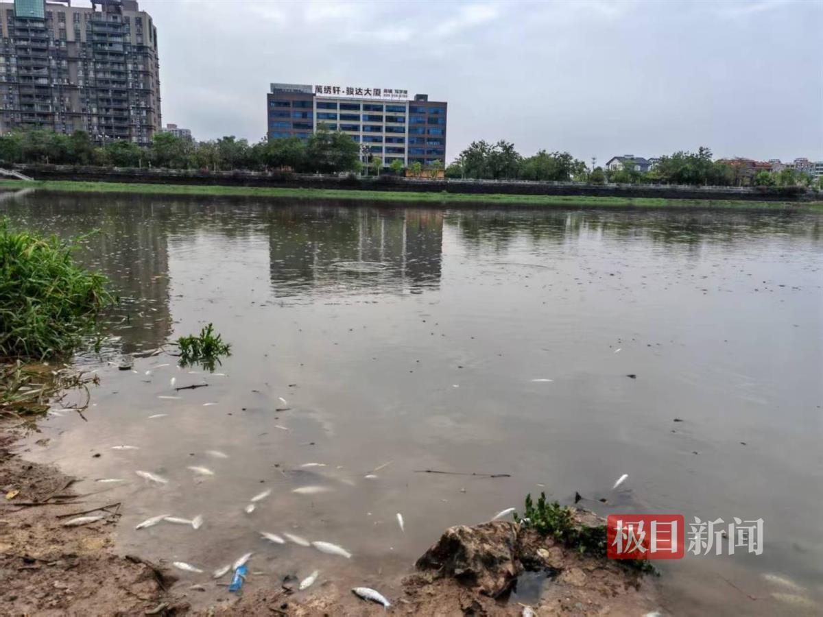 东莞一河流突现大片死鱼，环境局：大雨后部分日子污水冲刷入河，鱼类因缺氧逝世