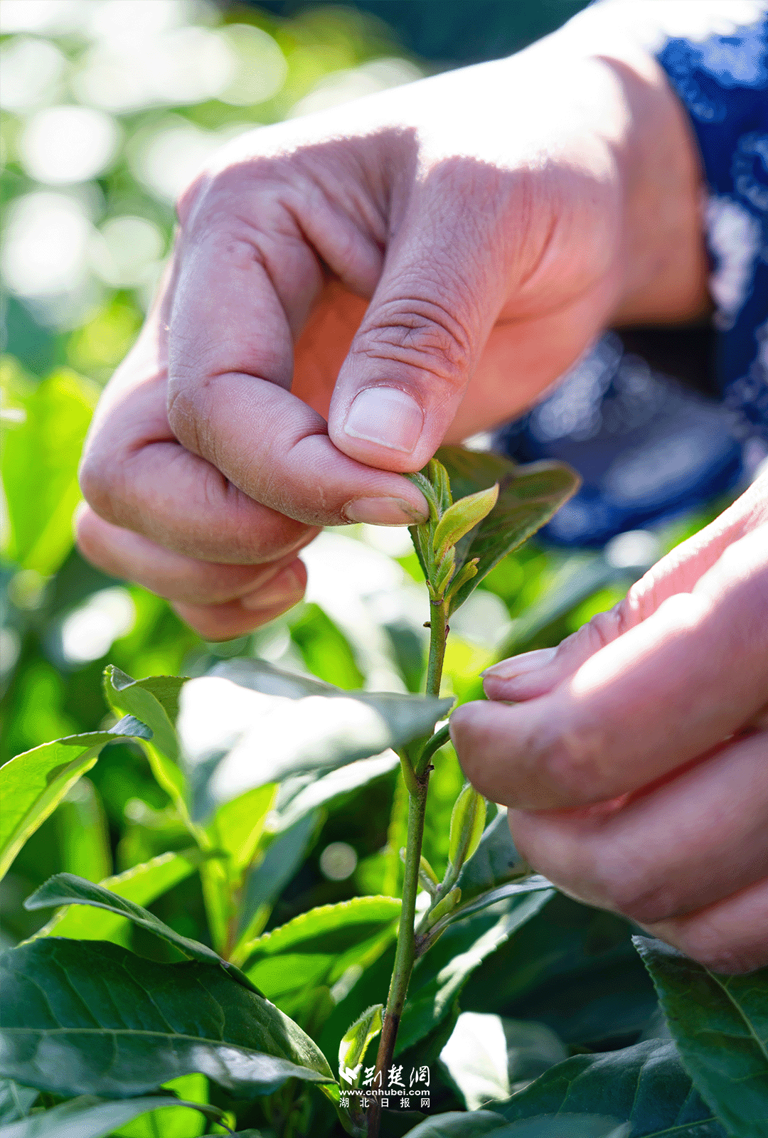 640?wx_fmt=png&from=appmsg&&wxfrom=5&wx_lazy=1&wx_co=1