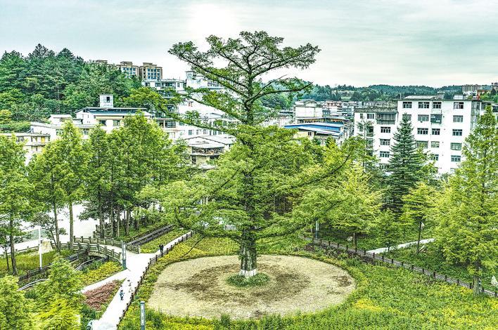 从导游转变为30岁的森林工程师会遇到660岁的“