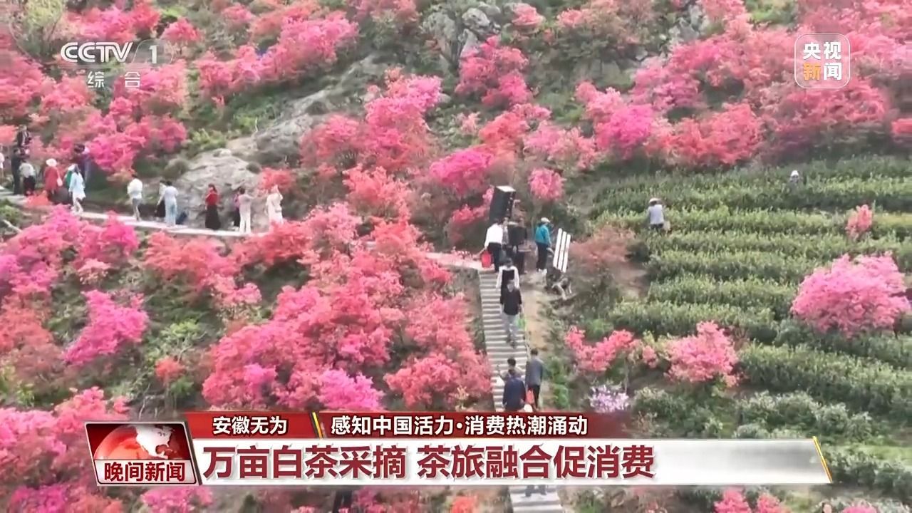 茶区成为一个好地方，森林举行聚会……消费场