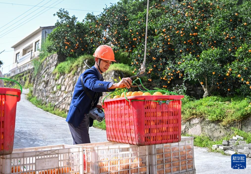 图片故事丨湖北秭归：脐橙“飞”上天(图10)