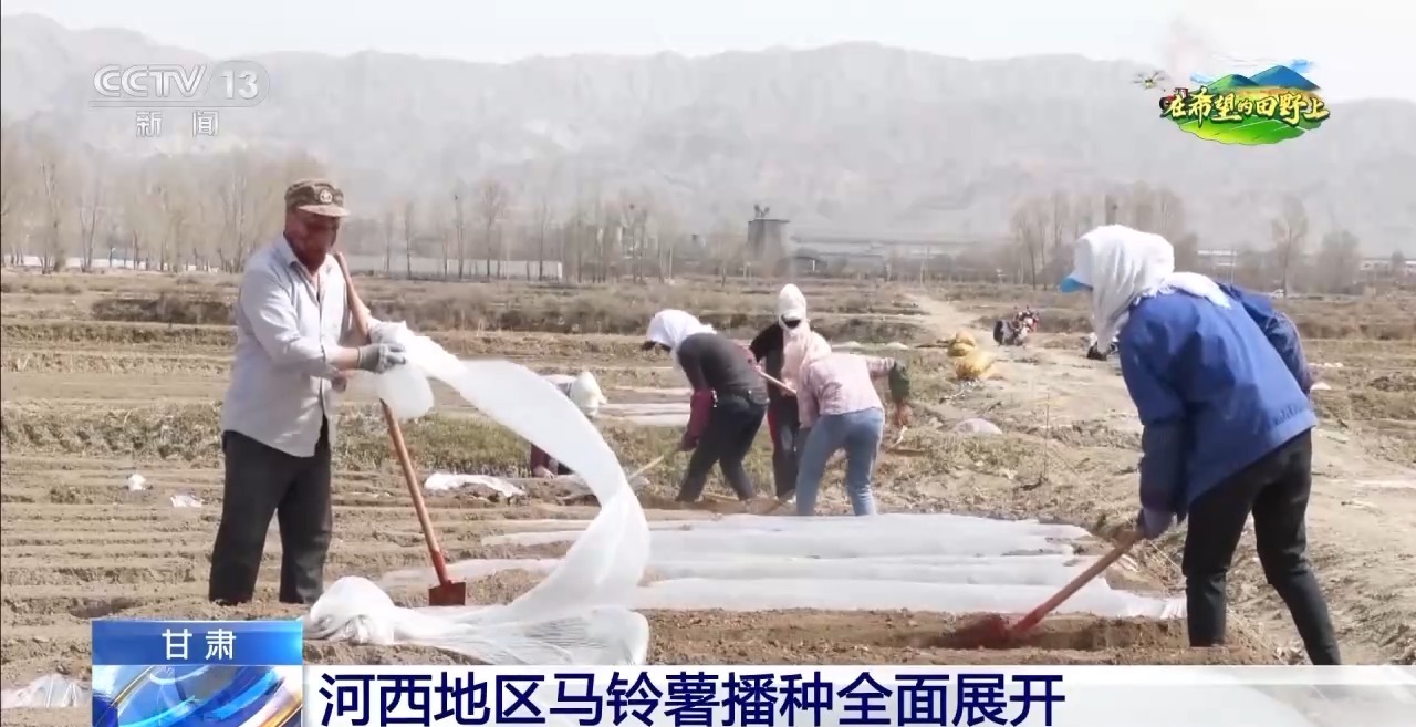 棉小茴香，智能播种...在不同地方播种以整洁的