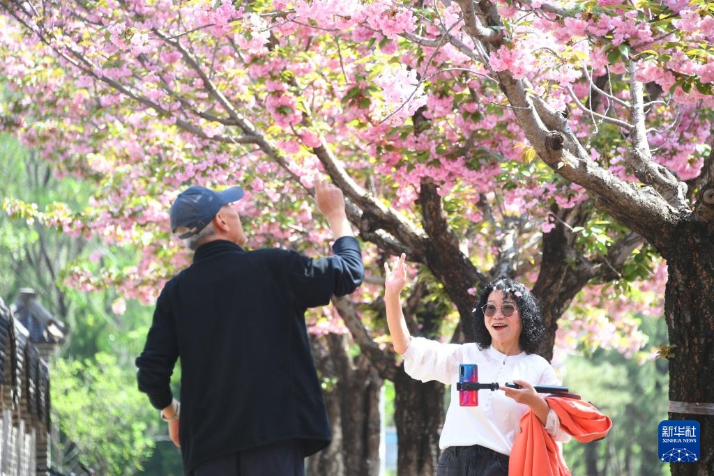 北京pingggu：欣赏樱花和享受春灯
