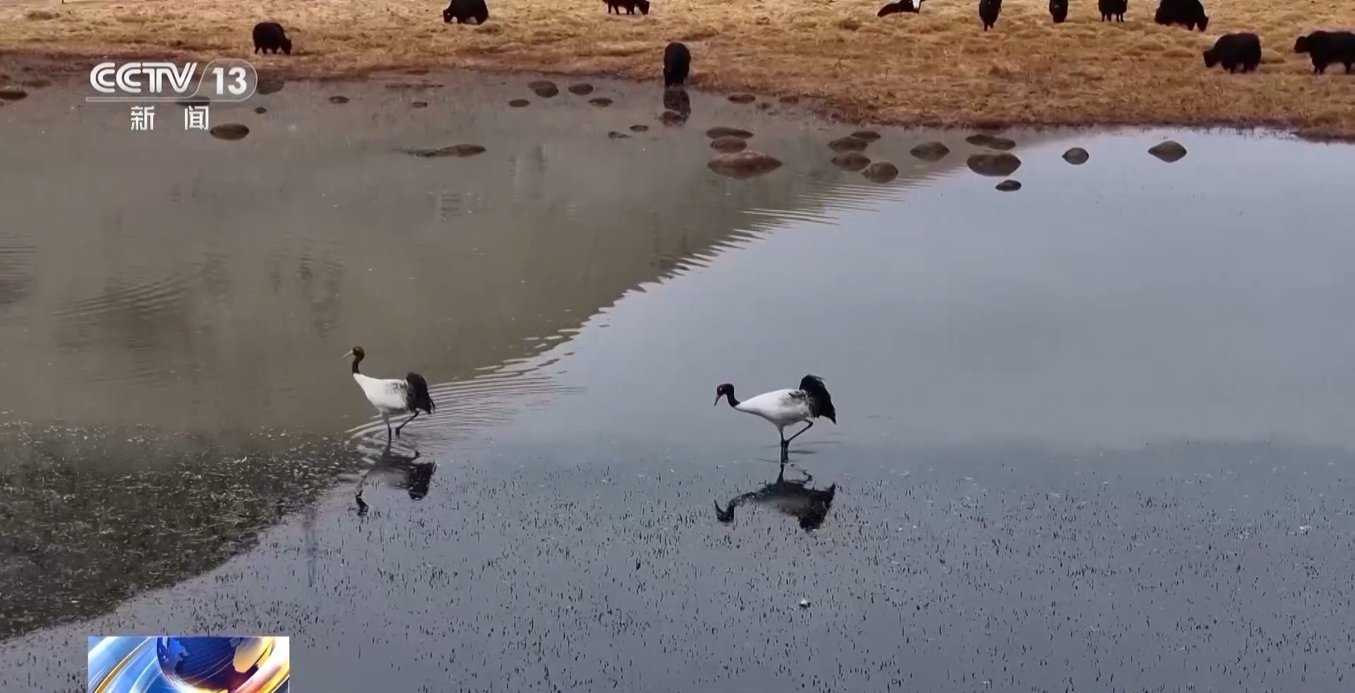 春季河中的水是热的，Qilian Yanglong Township湿地在