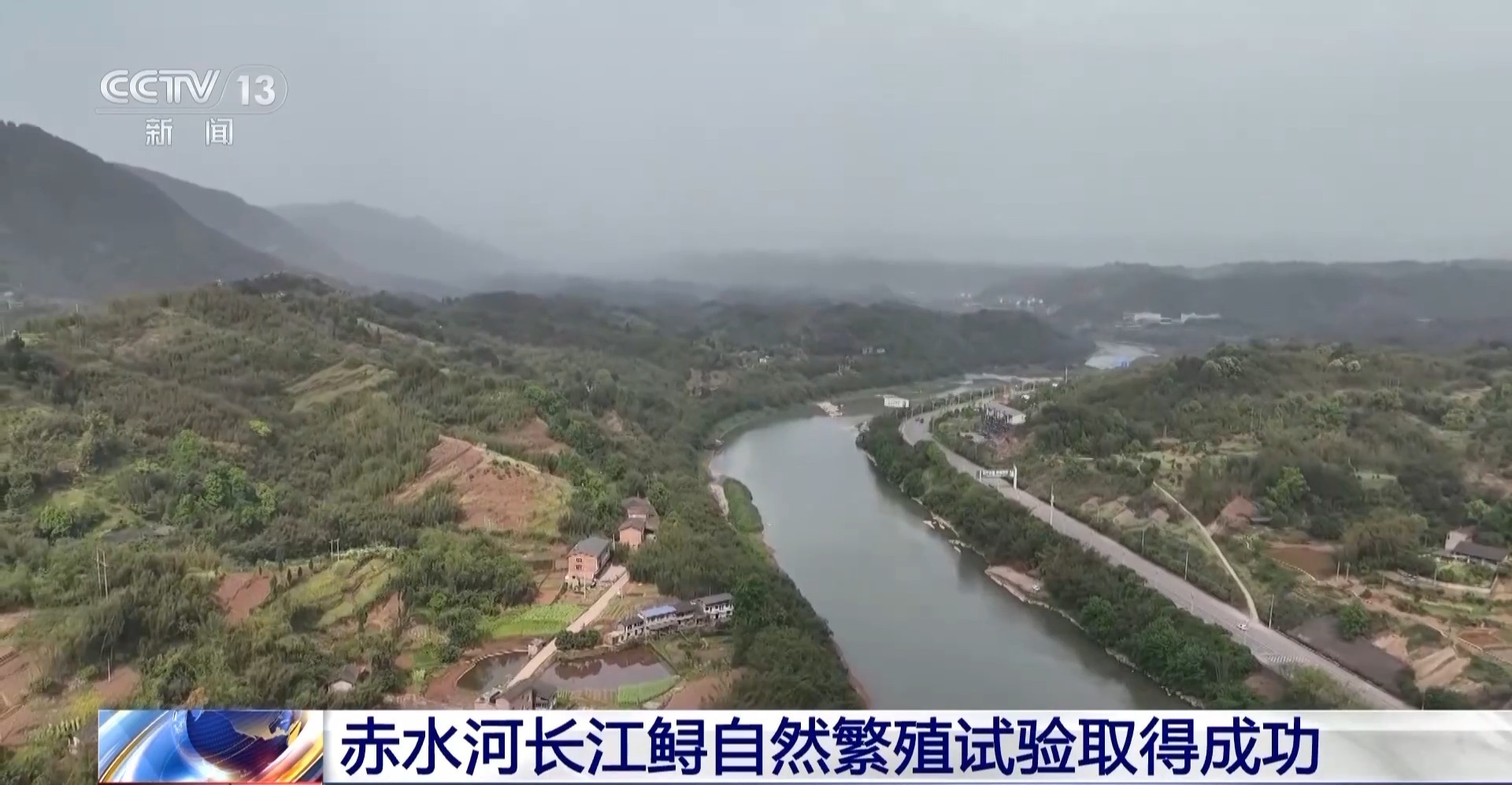 Chishui河长江st鱼天然繁殖实验成功了