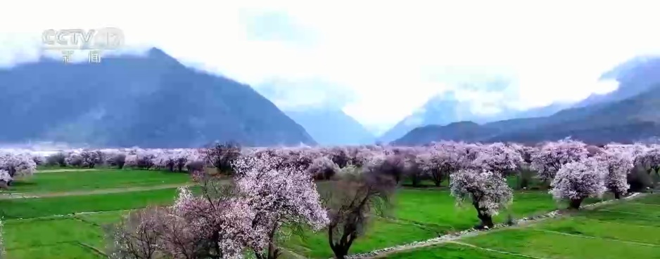 看花的经济，新的消费情况，结合了业务形式.