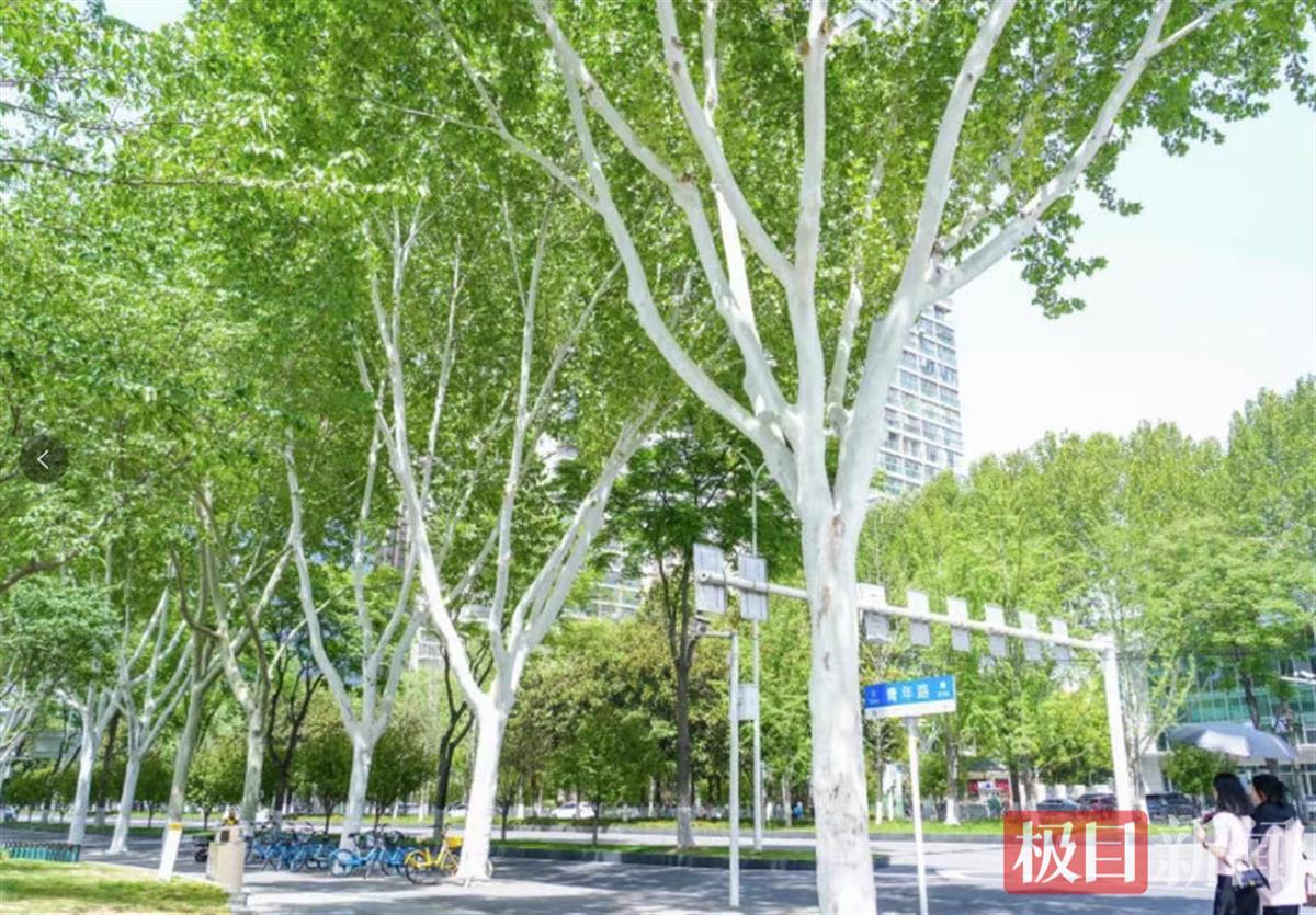 为什么脂肪树干的后备箱的树干?转弯是由于剧