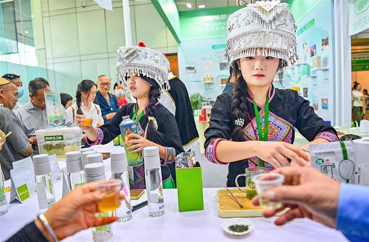 少数民族美女茶艺师为你泡茶必赢app(图1)