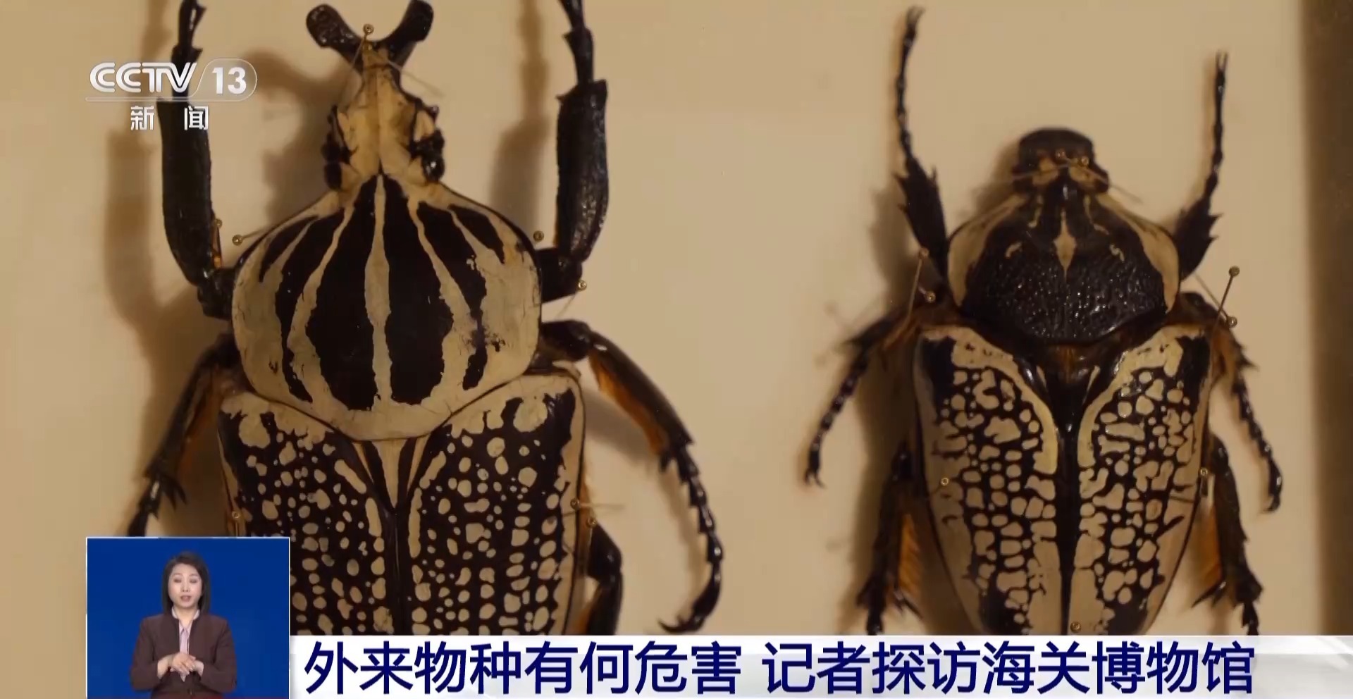 有些“异宠”不宜宠 专家：购买饲养前要做到“三查”(图7)