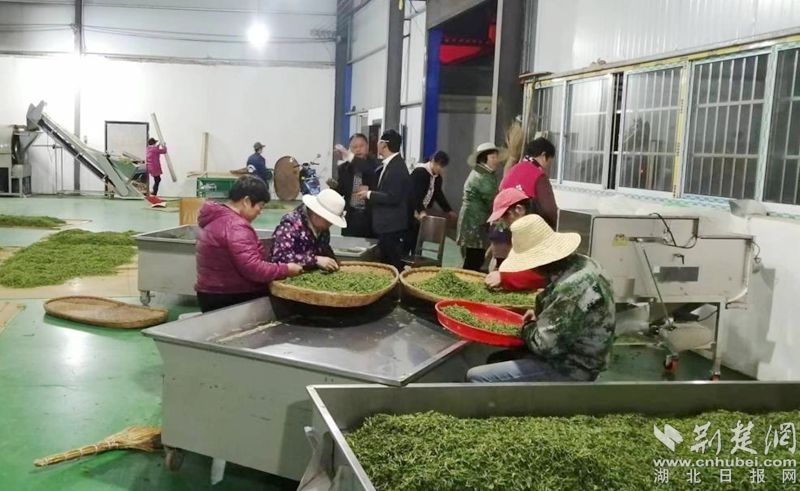 春茶在香港县Huolianfan村的Fraffant and Rich Farmer's家
