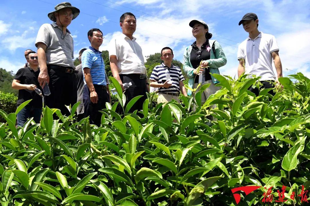 雷火竞技下载何以中国丨在福建“呷茶”可不是一句客套话(图2)