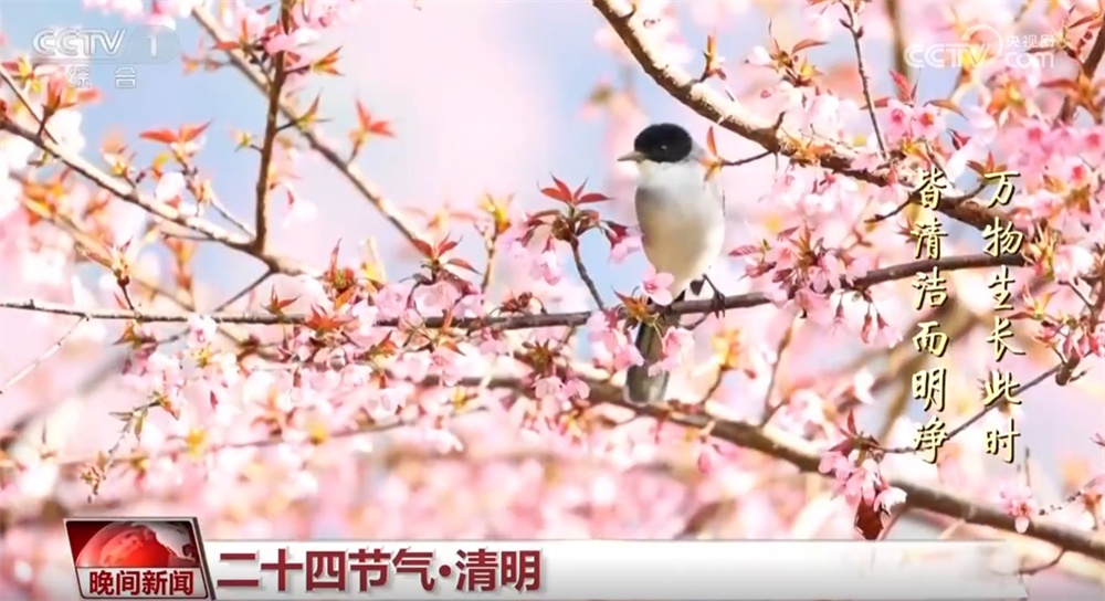 “梨花正在上升，风升至清明节”，中国的春季