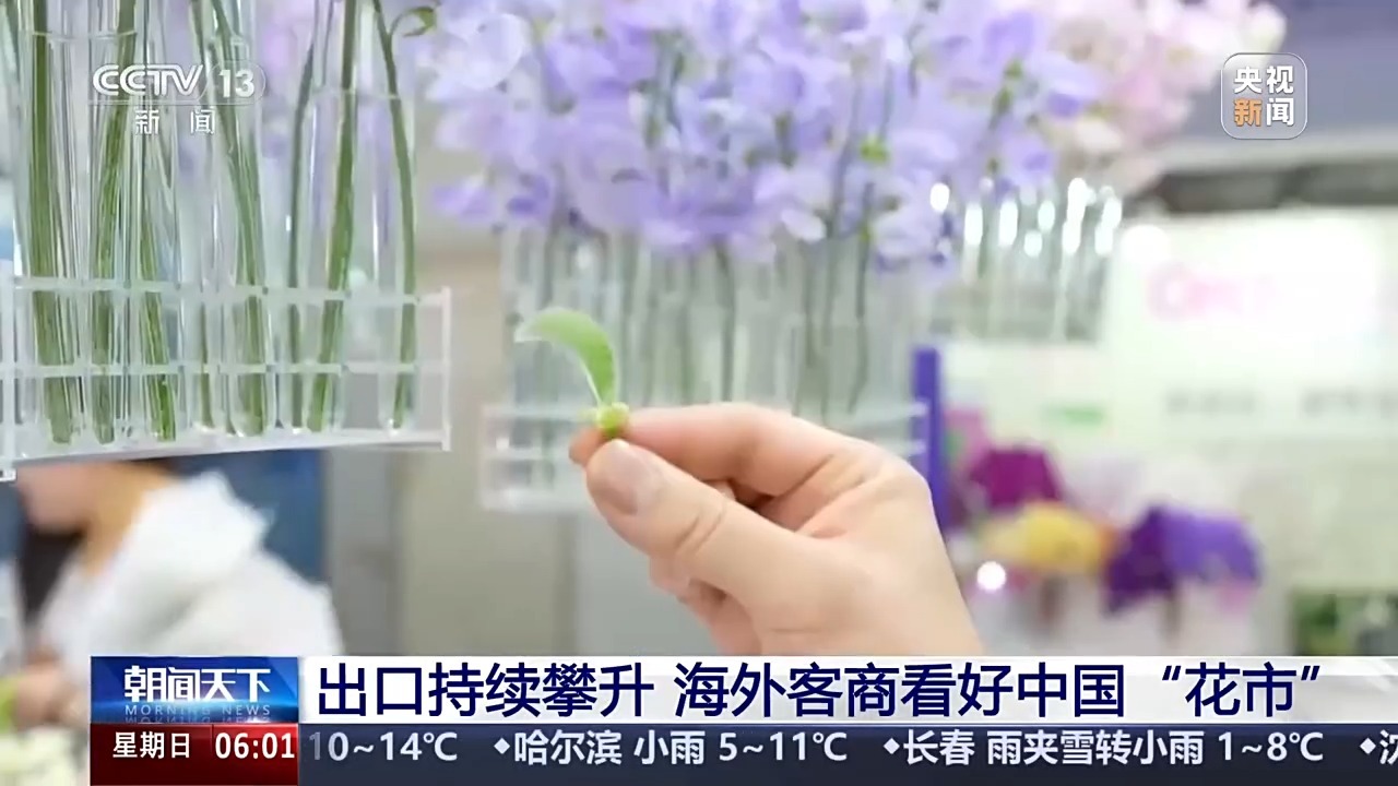 云南花饲养52.3％！韩国和俄罗斯疯了