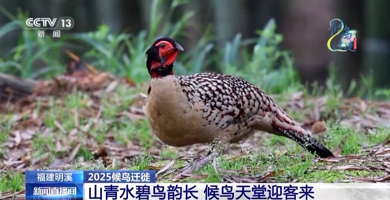 Mingxi County的独特之美是什么，它在观鸟世界中很