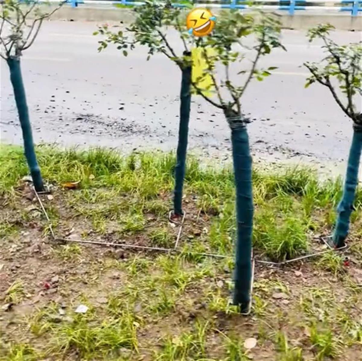 重庆涪陵凤凰联盟绿化带月季花被绑扎钢筋当地：为了防盗(图1)