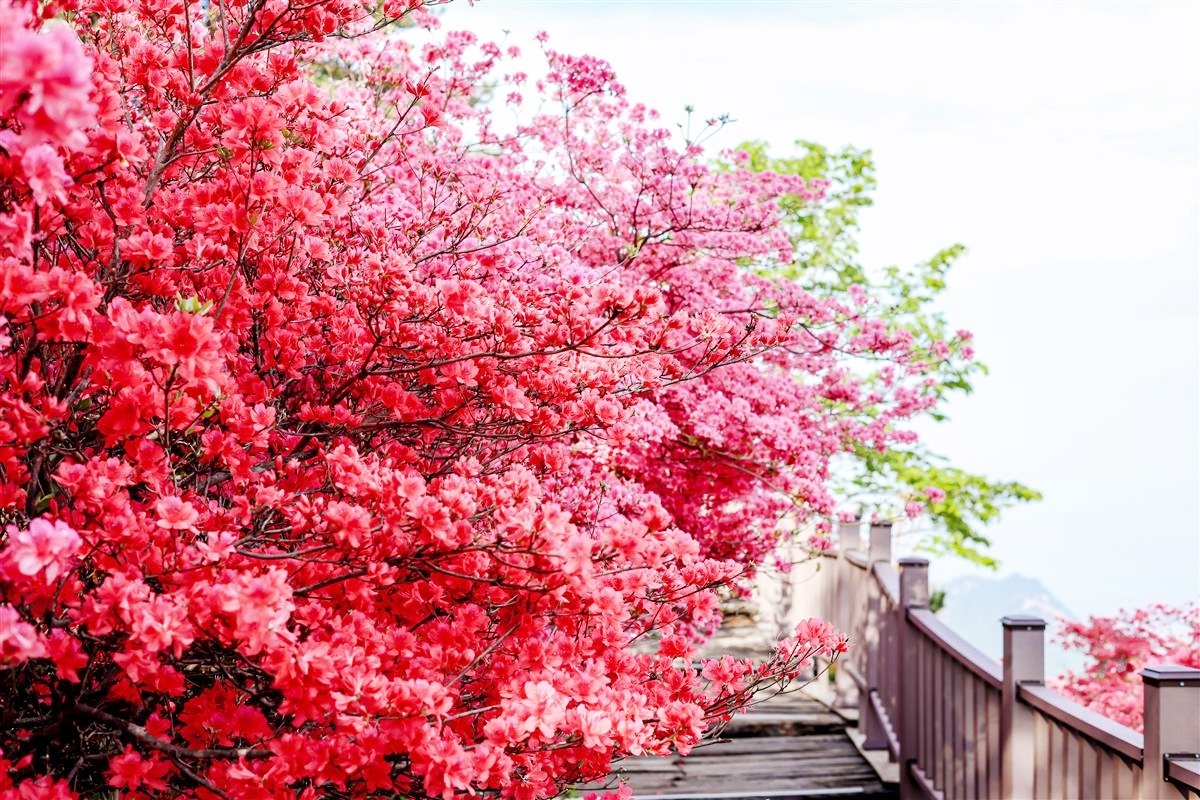 在线v登记入住Guifeng Mountain Rhododendron Sea