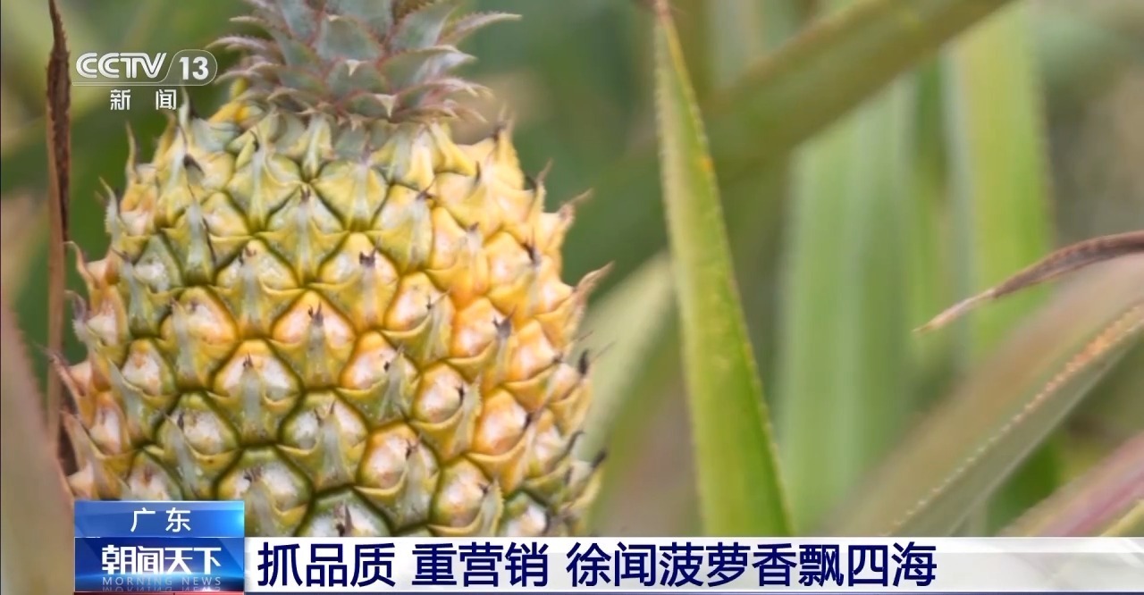 广东窗口丨查看广东工业变革的“新路”水果省