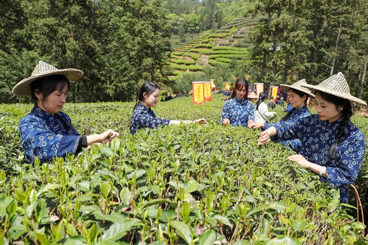 中国为什么茶给行业带来了一条路