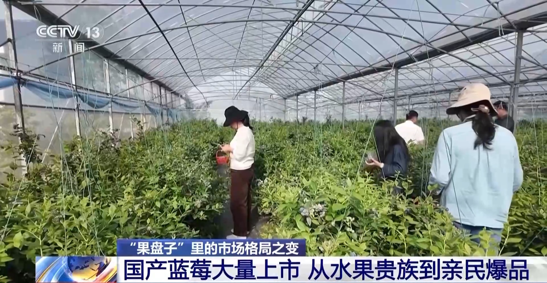 开云体育下载昔日“水果刺客”变身“亲民爆品” 用科技把水果价格打下来(图4)