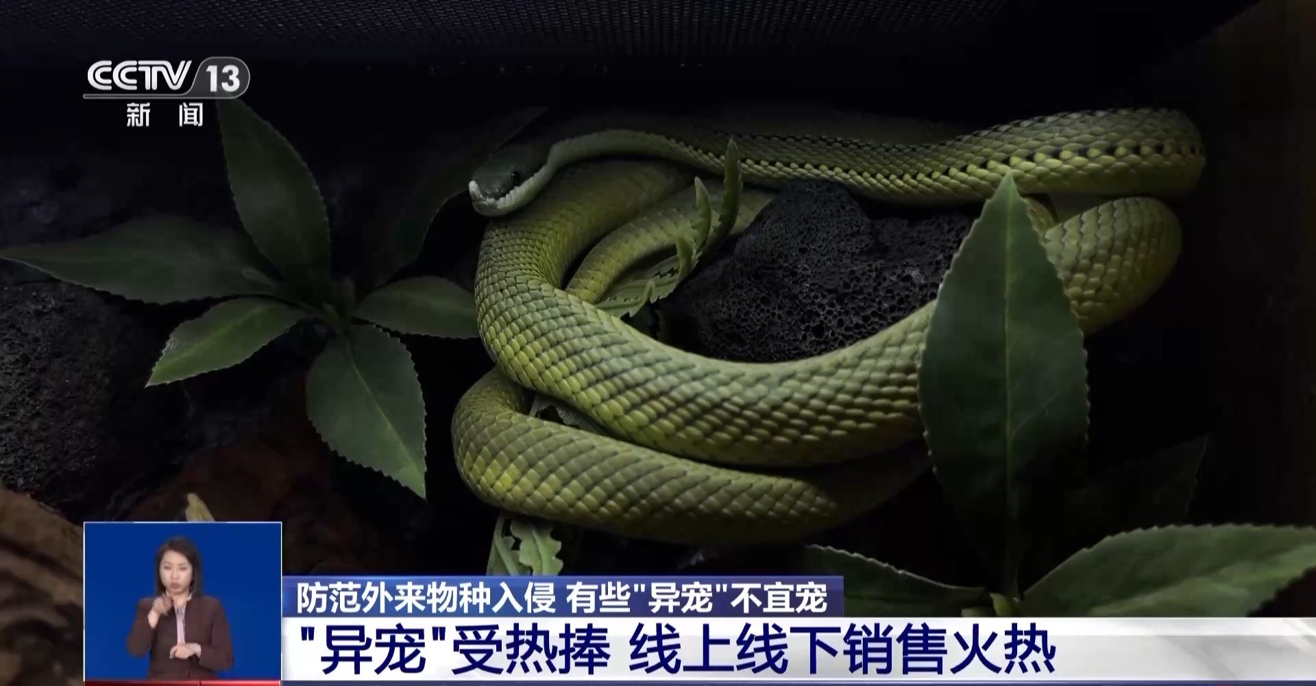 有些“异宠”不宜宠 专家：购买饲养前要做到“三查”(图4)