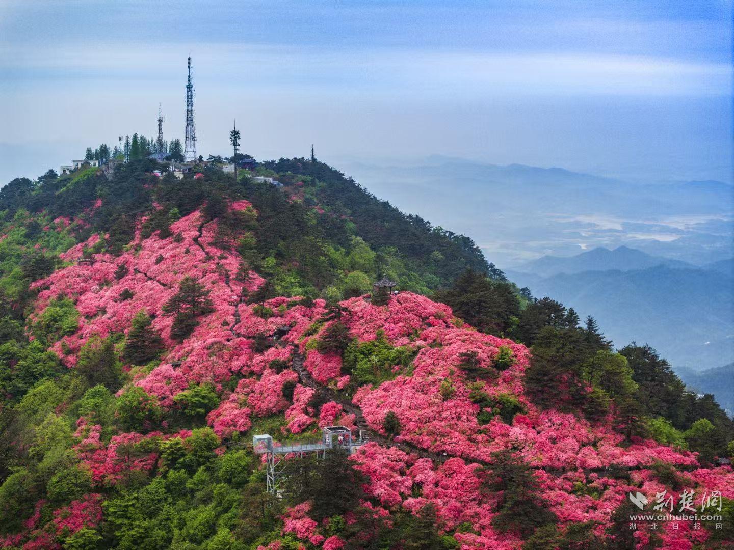 昆明游客32小时奔赴，麻城龟峰山十万亩杜鹃花海冷艳世人