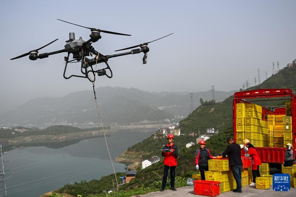 图片故事丨湖北秭归：脐橙“飞”上天(图5)