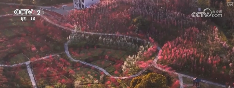 扩大开花季节并定期开花。 “智能”中的“花经