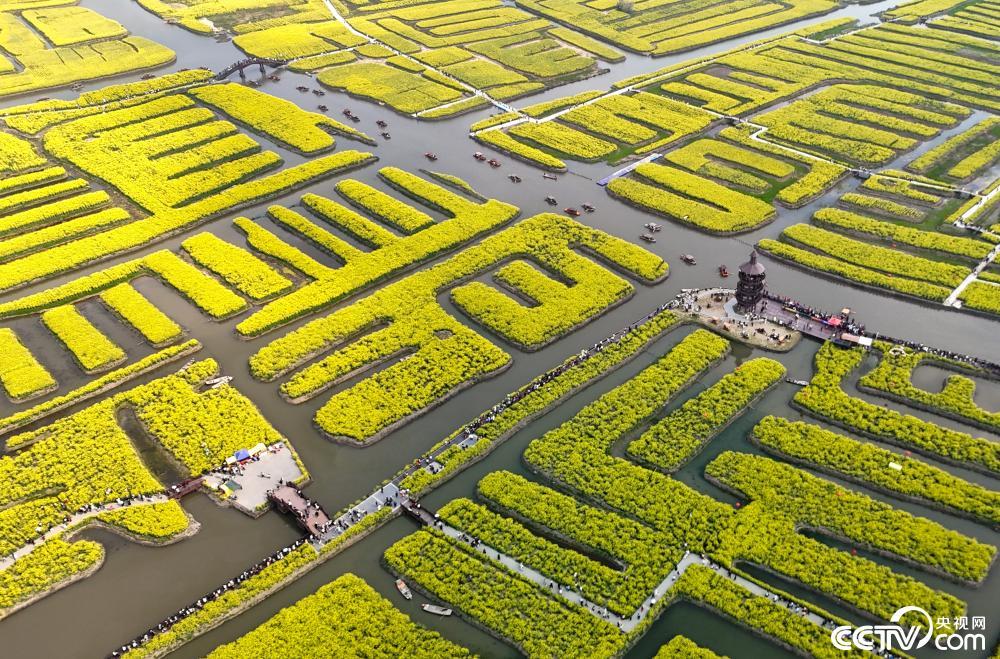 江苏Xinghua：成千上万的花朵正在开花以接受客人