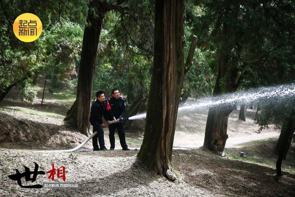 jbo竞博电竞平台守得桥山见翠柏(图11)